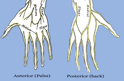 Nervous Structure of the Arm
